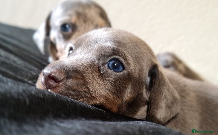 Miniature Dachshund dogs - Advert 13