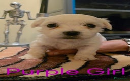 Maltese dogs for sale: Adorable Maltese puppies - Image 19