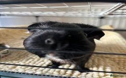 Guinea Pig rodents for sale: 4 girl guinea pigs plus cage and accessories  - Image 5