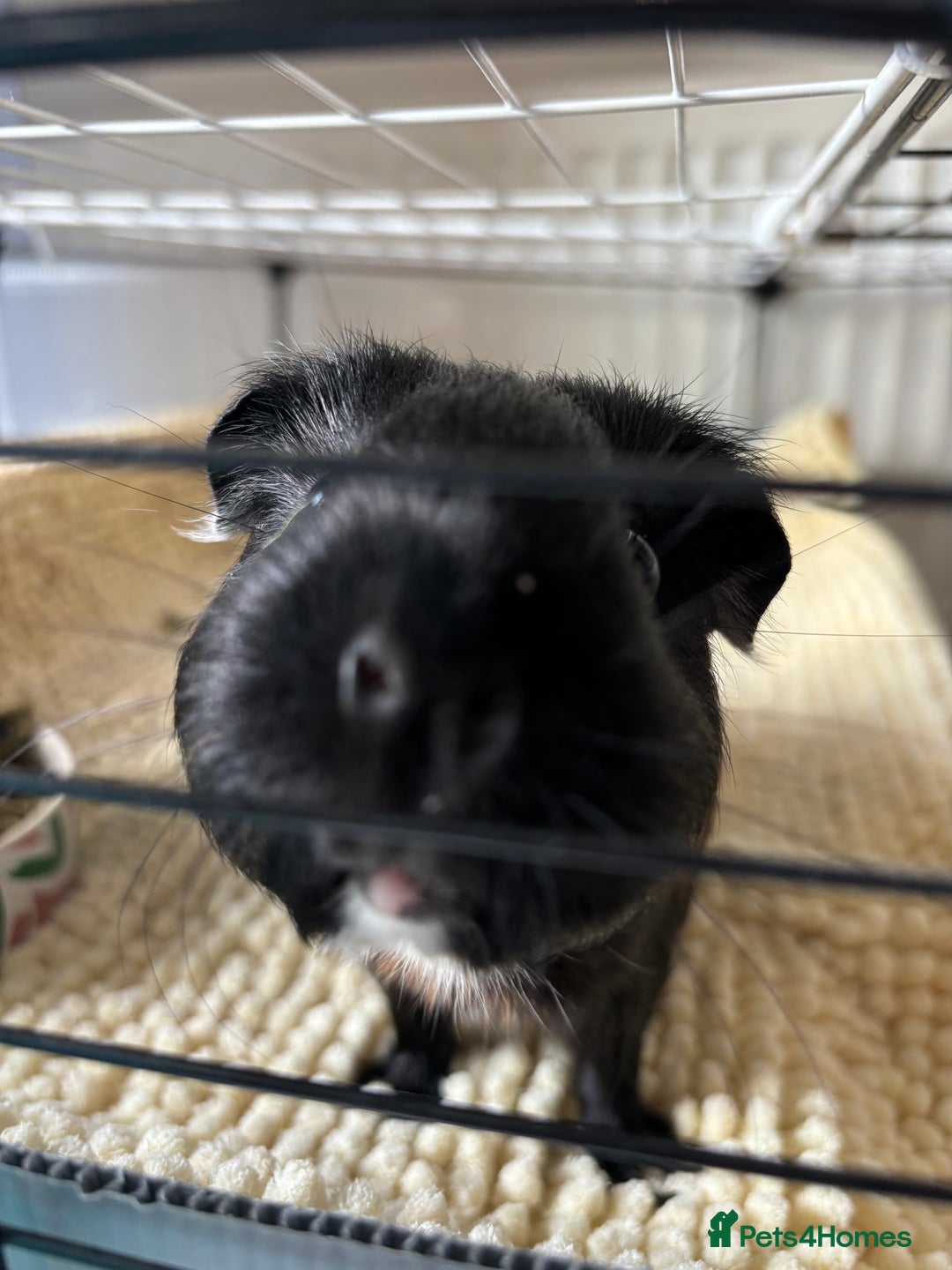 Guinea Pig rodents for sale: 4 girl guinea pigs plus cage and accessories  - Image 5