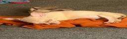 Chihuahua dogs for sale: Ready now Just two boys left. vet checked 1st vac - Advert 4