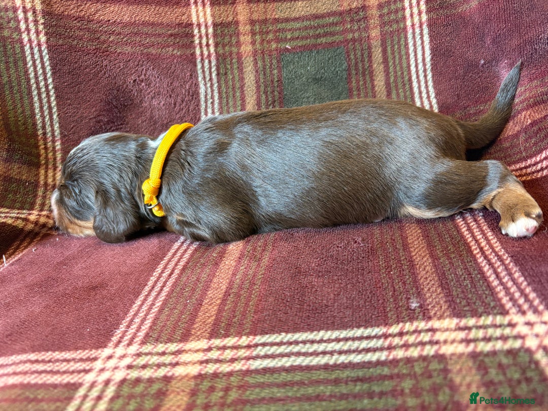 Mixed Breed dogs for sale: Beautiful Cocker X Puppies  - Advert 19