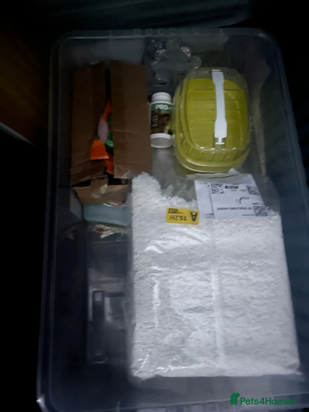 Mouse rodents for sale: 3 baby mice with full setup - Advert 5