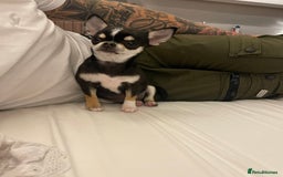 Chihuahua dogs for sale: Forever 🏡 ready 5🌟 KC small girl Chihuahua - Image 1