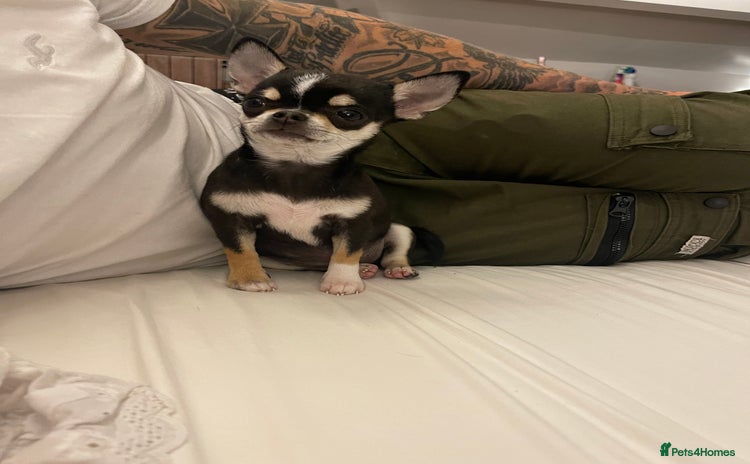 Chihuahua dogs - Advert 2