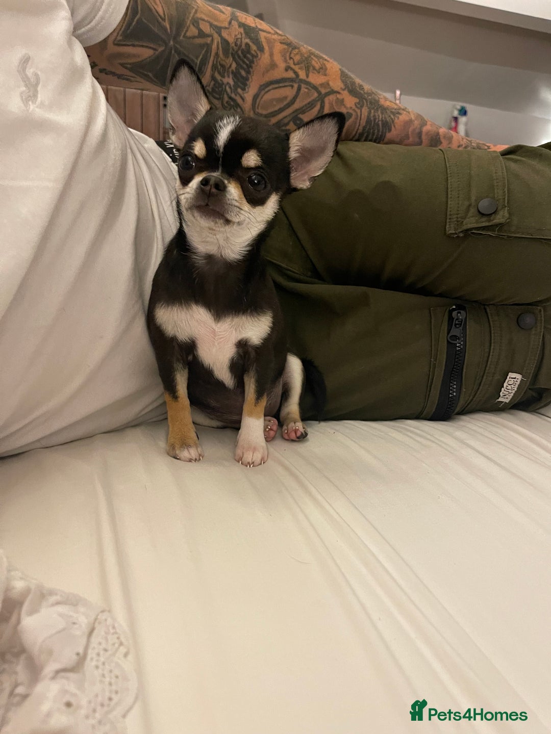 Chihuahua dogs for sale: Forever 🏡 ready 5🌟 KC small girl Chihuahua - Image 1