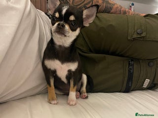 Chihuahua dogs - Advert 5