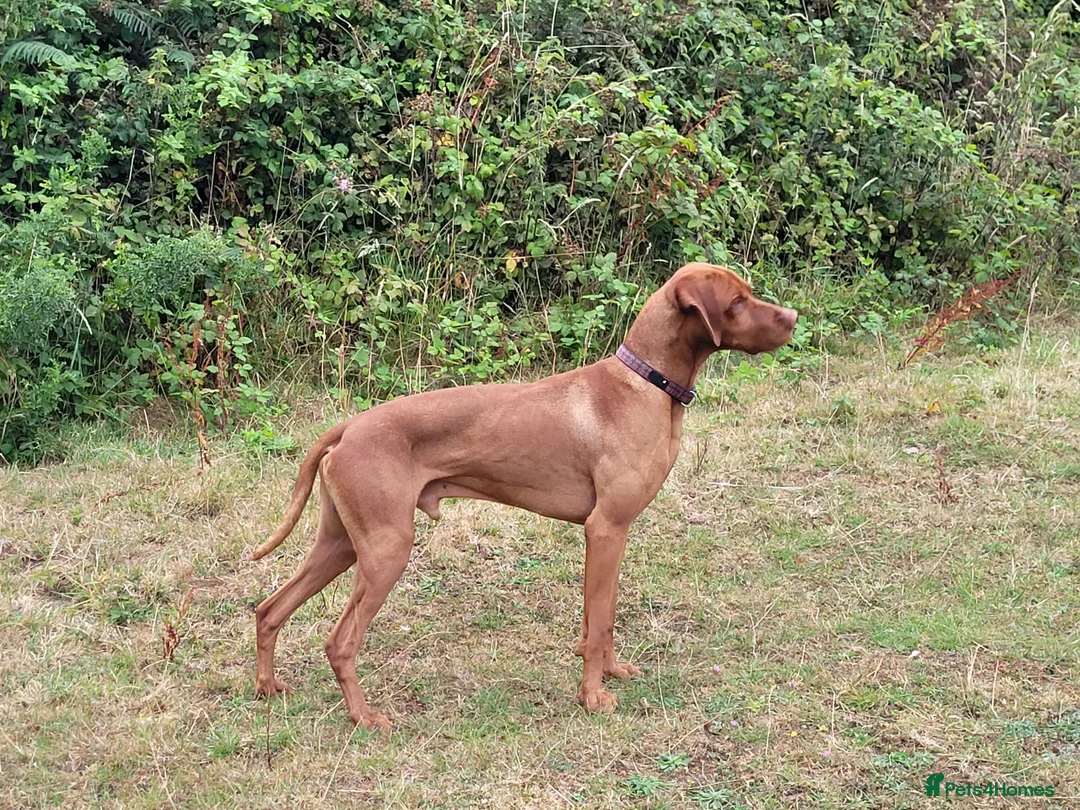 Hungarian Vizsla dogs for stud: Proven Hungarian championship blood line in Llantwit Major - Advert 28