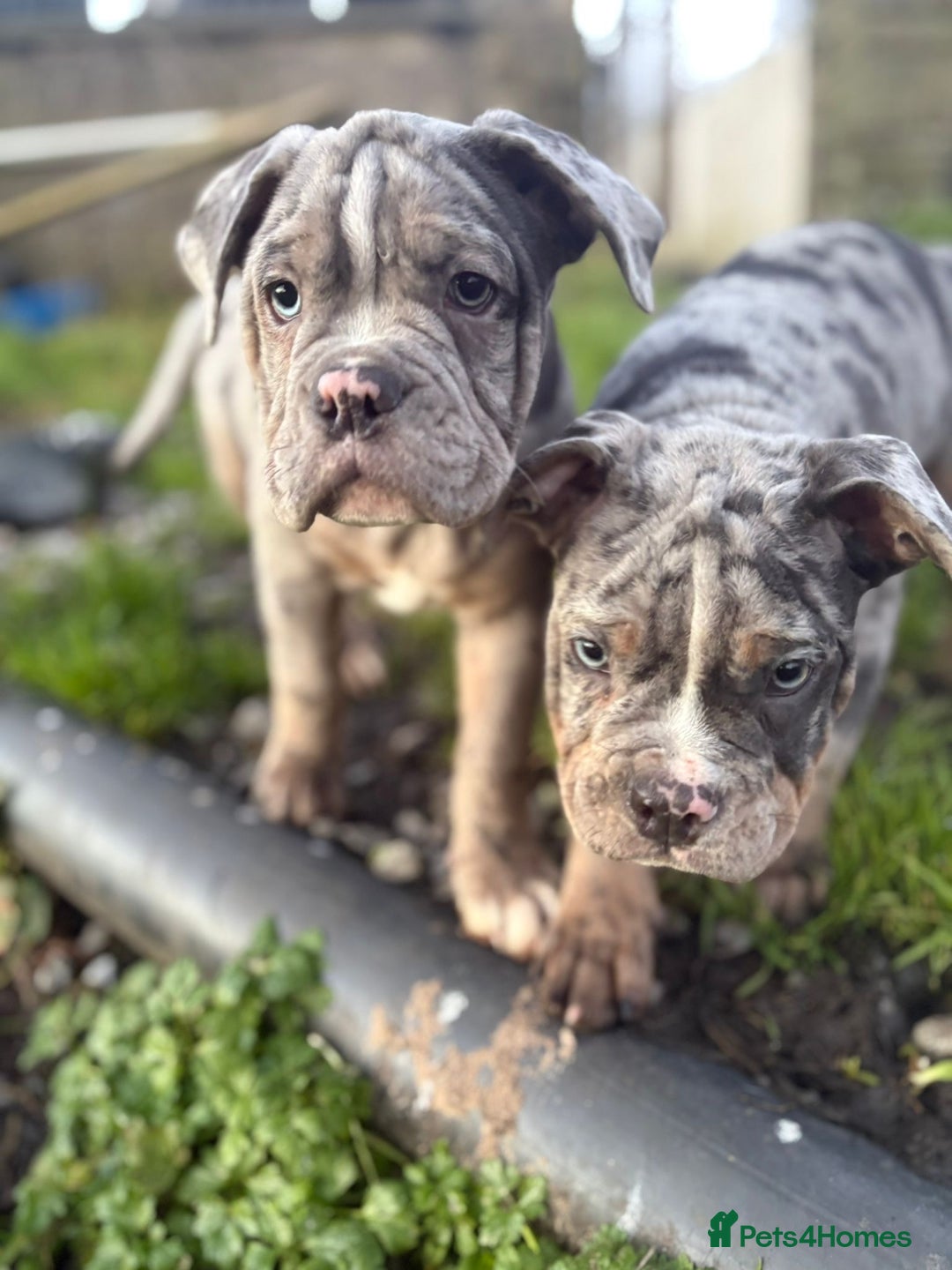 Olde English Bulldogge dogs for sale: 3 male puppy Olde English Bulldogges left - Advert 17