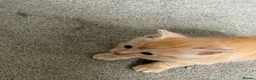 Mixed Breed cats for sale: Kittens for sale - Advert 6