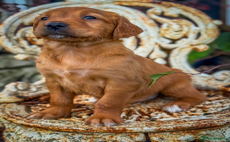 Golden Retriever dogs Deep Red Golden Retrievers KC Reg DNA Clear - Advert 12