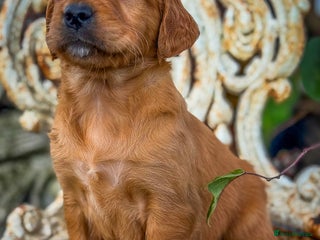 Golden Retriever dogs Deep Red Golden Retrievers KC Reg DNA Clear - Advert 13