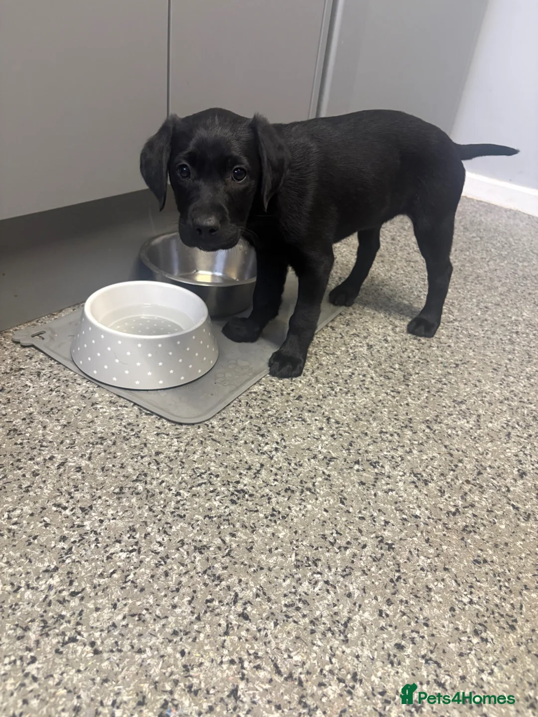 Labrador Retriever dogs for sale: 3 Labrador puppies for sale  - Advert 21