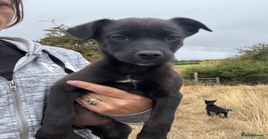 Mixed Breed dogs - Advert 1