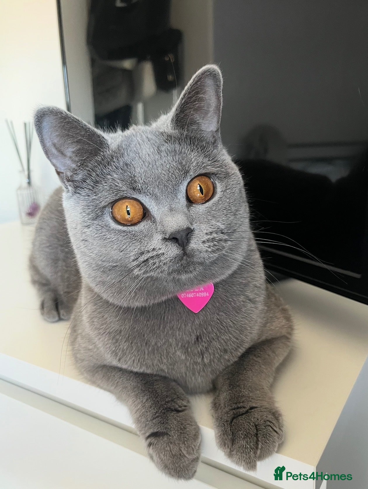 British Shorthair cats 2 BSH GIRLS FOR REHOME - Advert 4