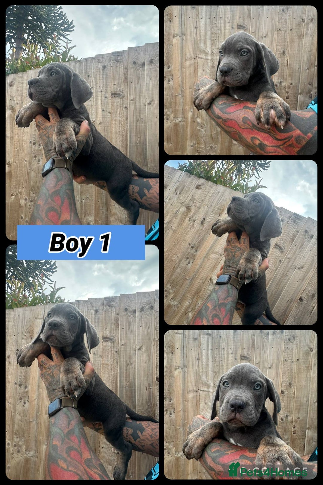 Cane Corso dogs for sale: Cane Corso, Italian mastiff pups  - Image 6
