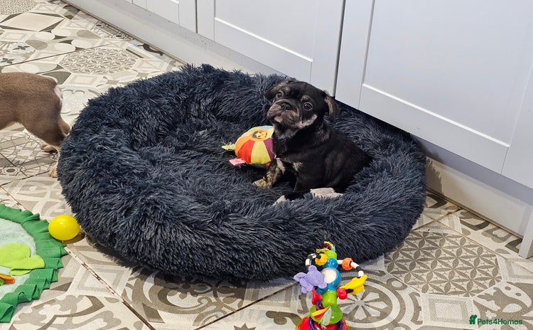 Frug dogs - Advert 2