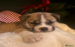 Mixed Breed dogs for sale: Bullimute - Advert 4