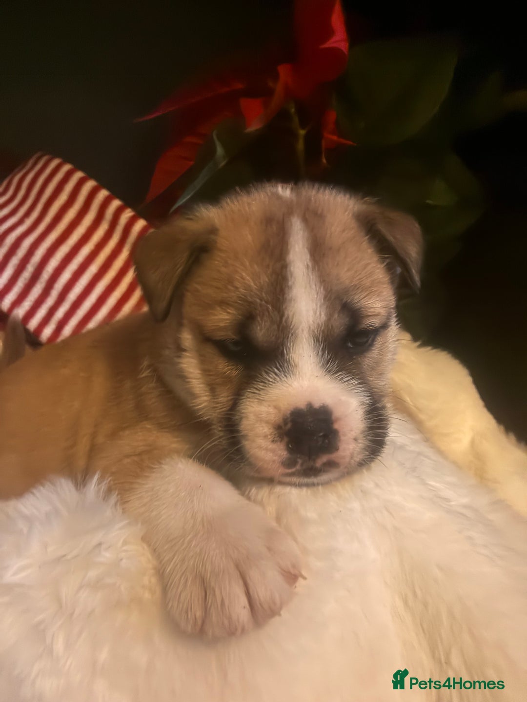 Mixed Breed dogs for sale: Bullimute - Advert 4