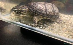 Terrapin reptiles for sale: A pair of Musk turtles  - Advert 8