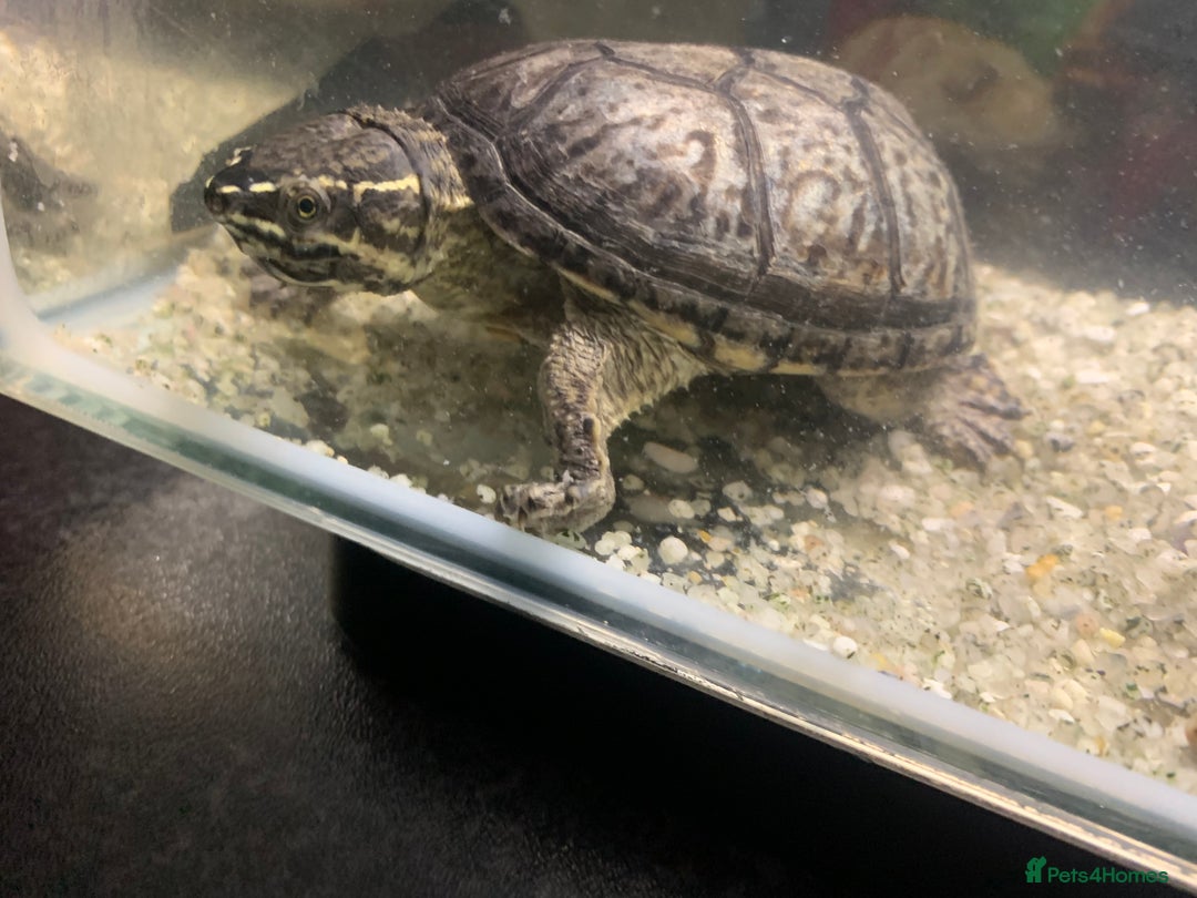 Terrapin reptiles for sale: A pair of Musk turtles  - Advert 8