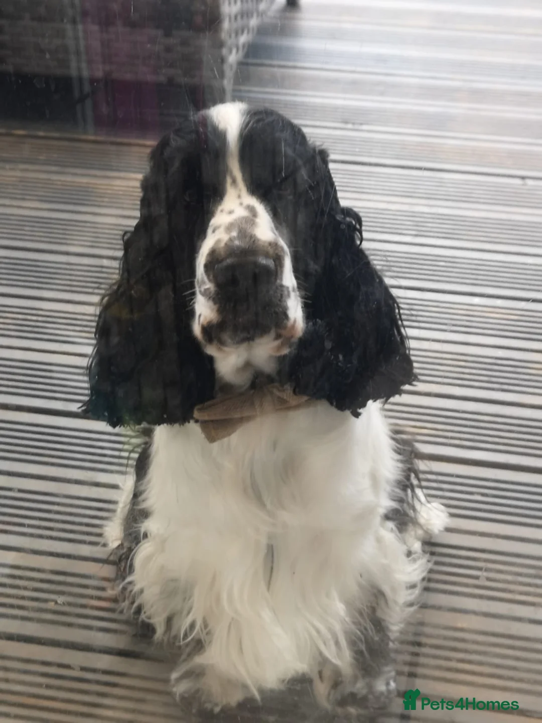 Cocker Spaniel dogs for stud: Full Show cocker spaniel Stud fully health tested  - Advert 10