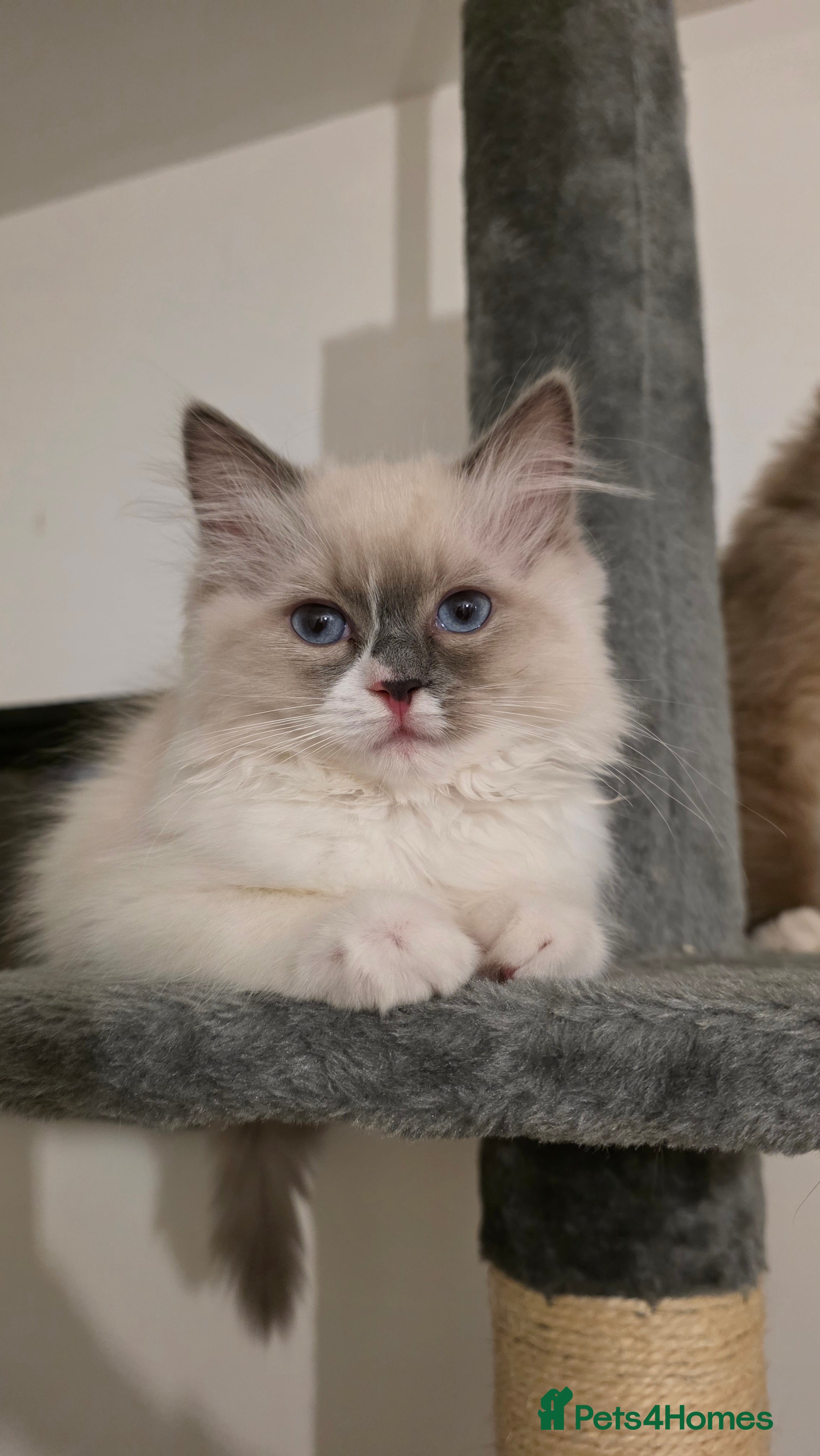 Ragdoll cats Beautiful Blue Bicolour Female  - Advert 3