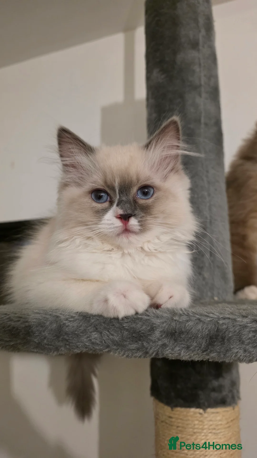 Ragdoll cats for sale: Beautiful Blue Bicolour Female  - Advert 1