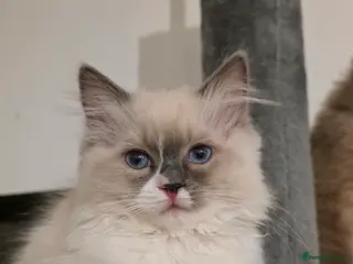 Ragdoll cats Beautiful Blue Bicolour Female - Advert 3