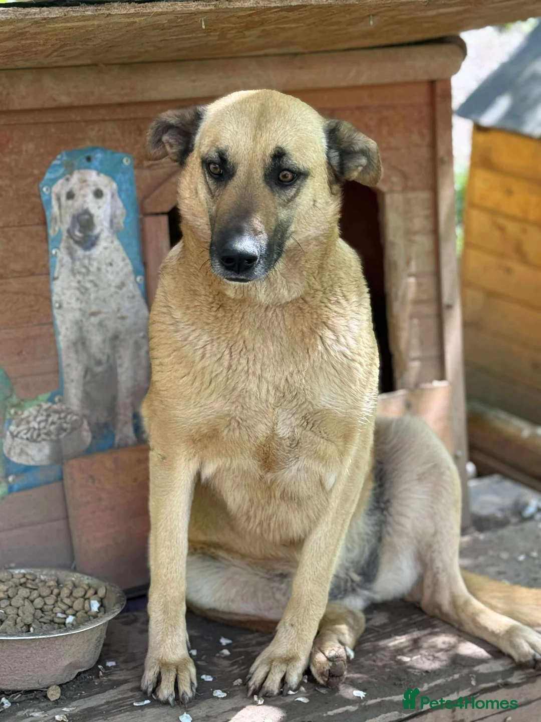 Mixed Breed dogs for adoption: Mara 💜 - Advert 2