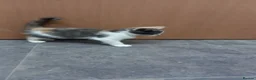 Mixed Breed cats for sale: Gorgeous kittens for sale  - Advert 10