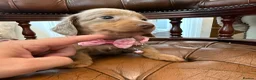 Miniature Dachshund dogs for sale: Miniature Dachshund Dapple Puppies 🐶 5🌟licensed  - Advert 12