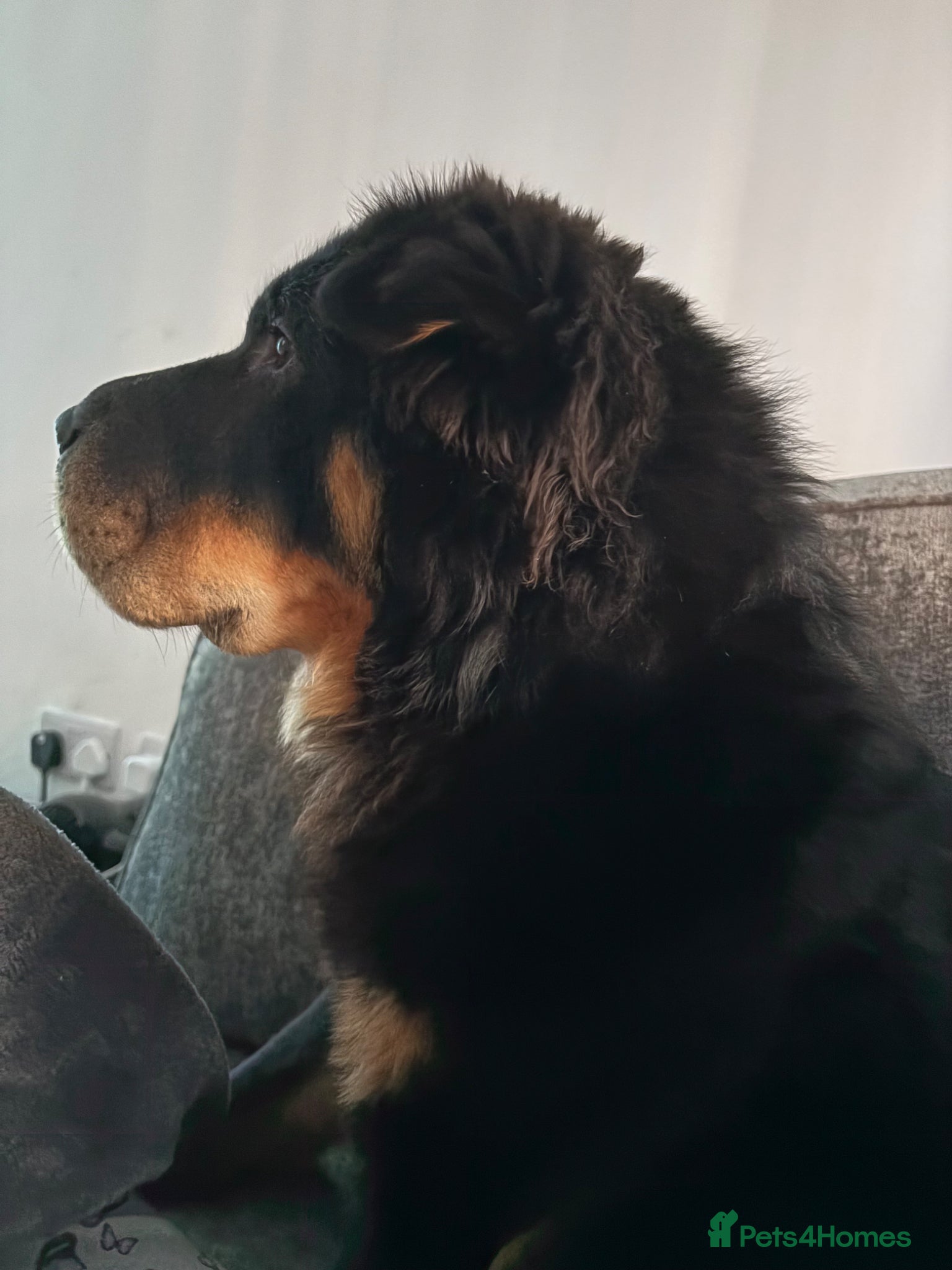 Shar Pei dogs for stud: Bear coat shar pei in Rainham - Advert 4