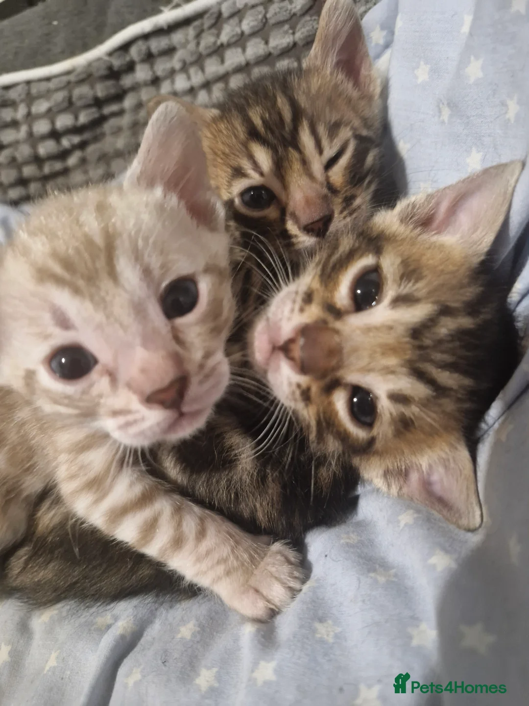 Bengal cats for sale: Genetic Health Tested Snow & Brown Bengal Kittens - Advert 1