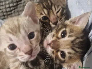 Bengal cats Genetic Health Tested Snow & Brown Bengal Kittens - Advert 7