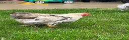 Chickens poultry for sale: Two Friendly Pekin Cockerels in Castle Cary - Advert 3