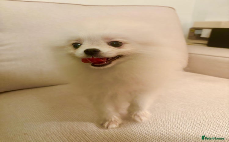 Pomeranian dogs - Advert 8