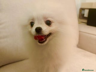 Pomeranian dogs - Advert 9