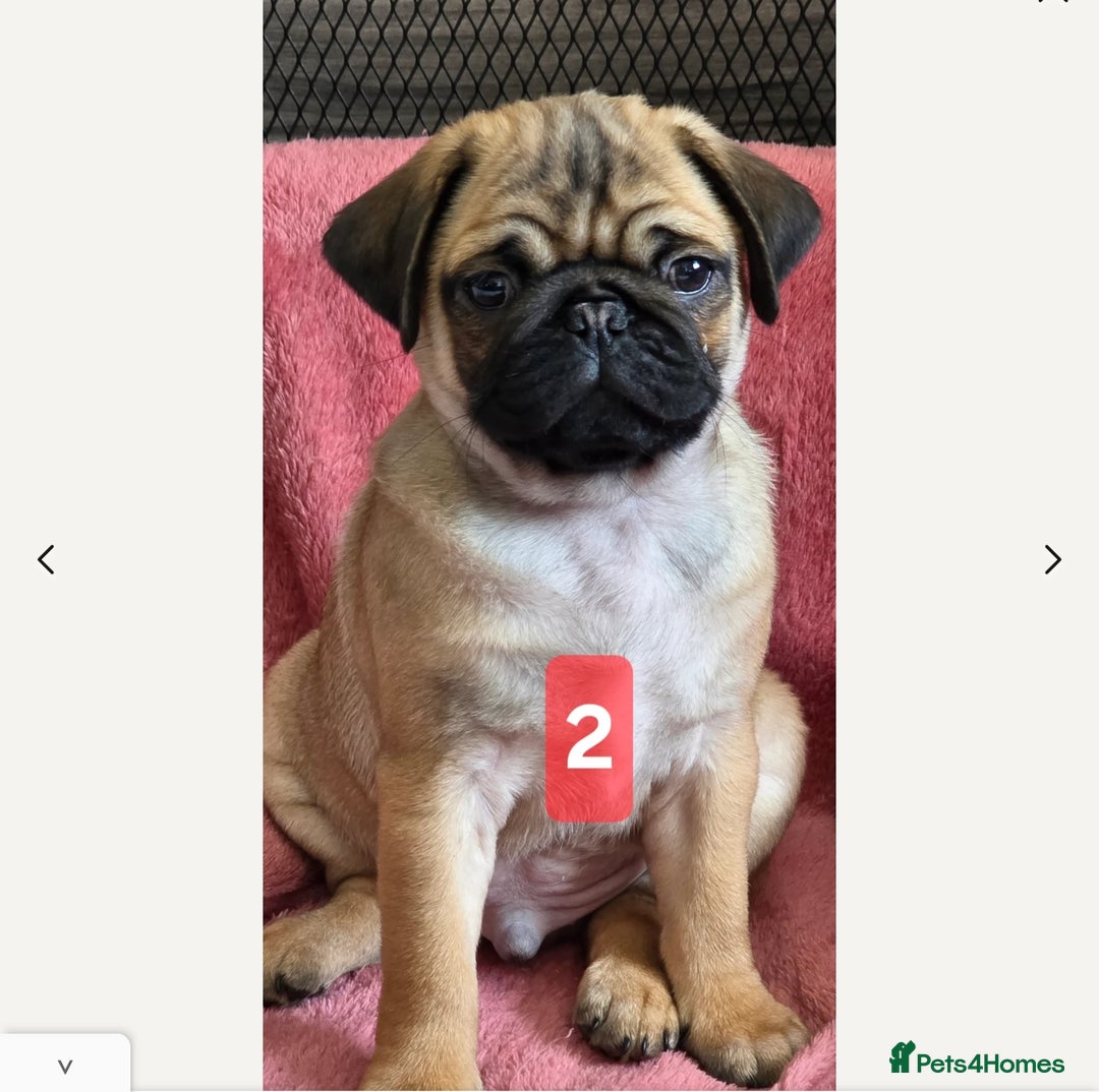 Pug dogs for sale: Stunning Apricot KC reg male pug - Image 17