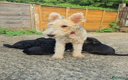 Australian Labradoodle dogs for sale: Australian Labradoodle × Fox Terrier Puppies - Image 2