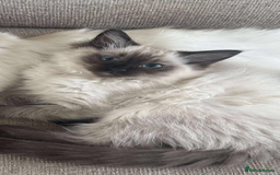 Ragdoll cats for sale: Ragdoll kittens - Image 5