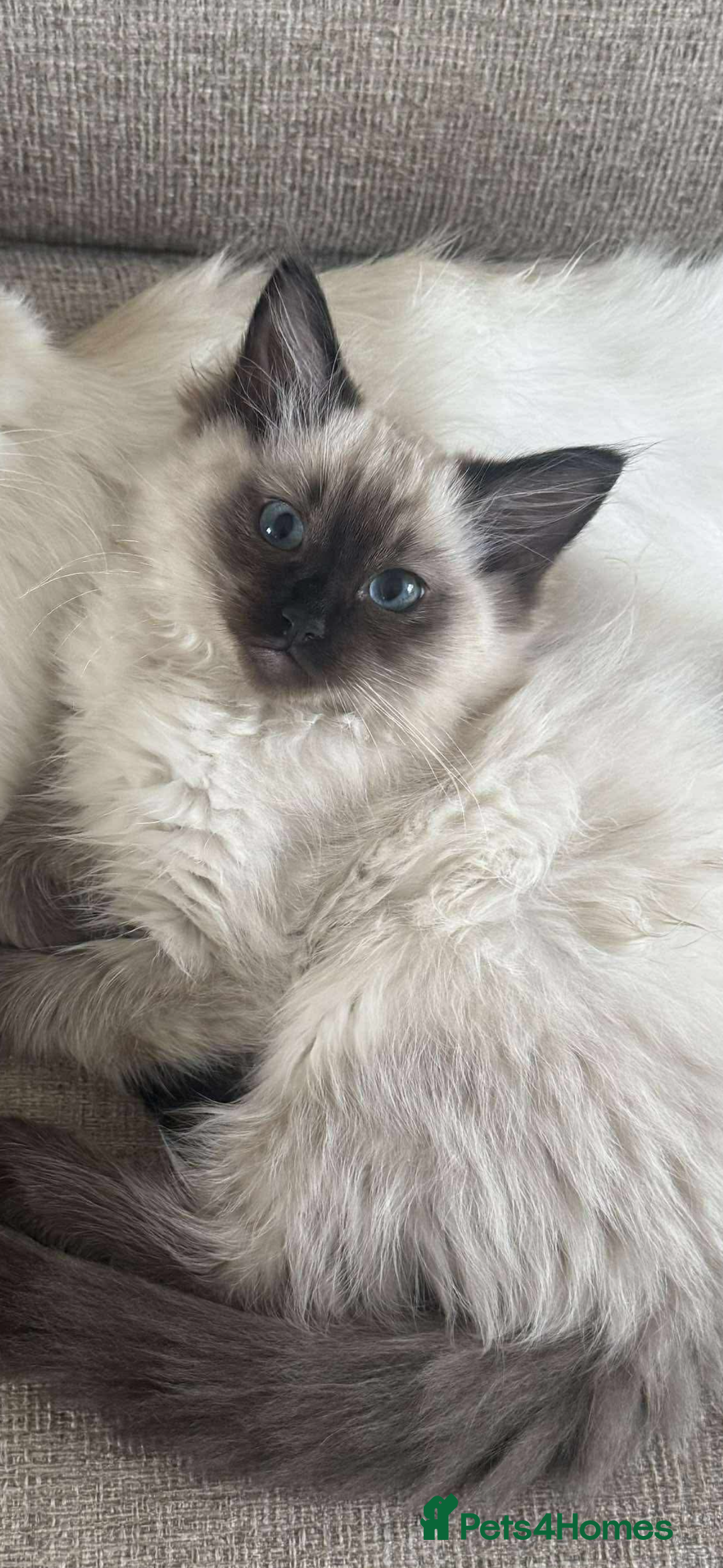 Ragdoll cats for sale: Ragdoll kittens - Image 5