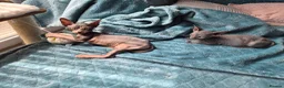 Sphynx cats for sale: Gorgeous Sphynx Boy Available  in Sidcup - Advert 4