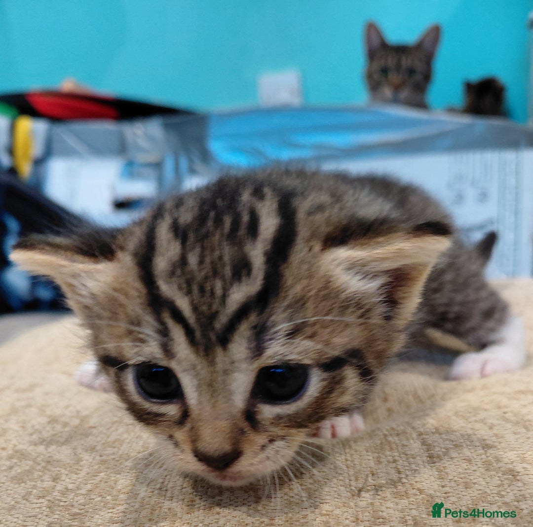 Maine Coon cats for sale: Kittens for sale half main coon - Image 2