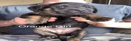Mixed Breed dogs for sale: 9 Beautiful puppies for sale - Advert 5