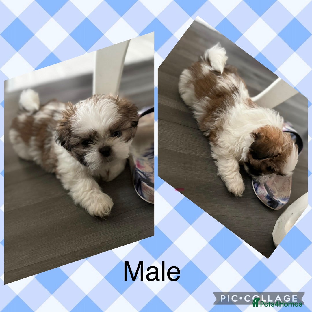 Shih Tzu dogs for sale: 3 males and 1 shiz tzu puppies for sale  - Image 7