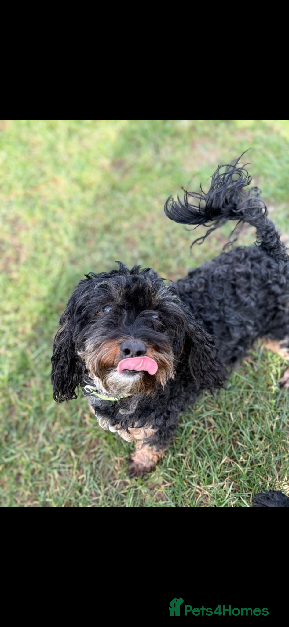Mixed Breed dogs Looking for loving homes  - Advert 1
