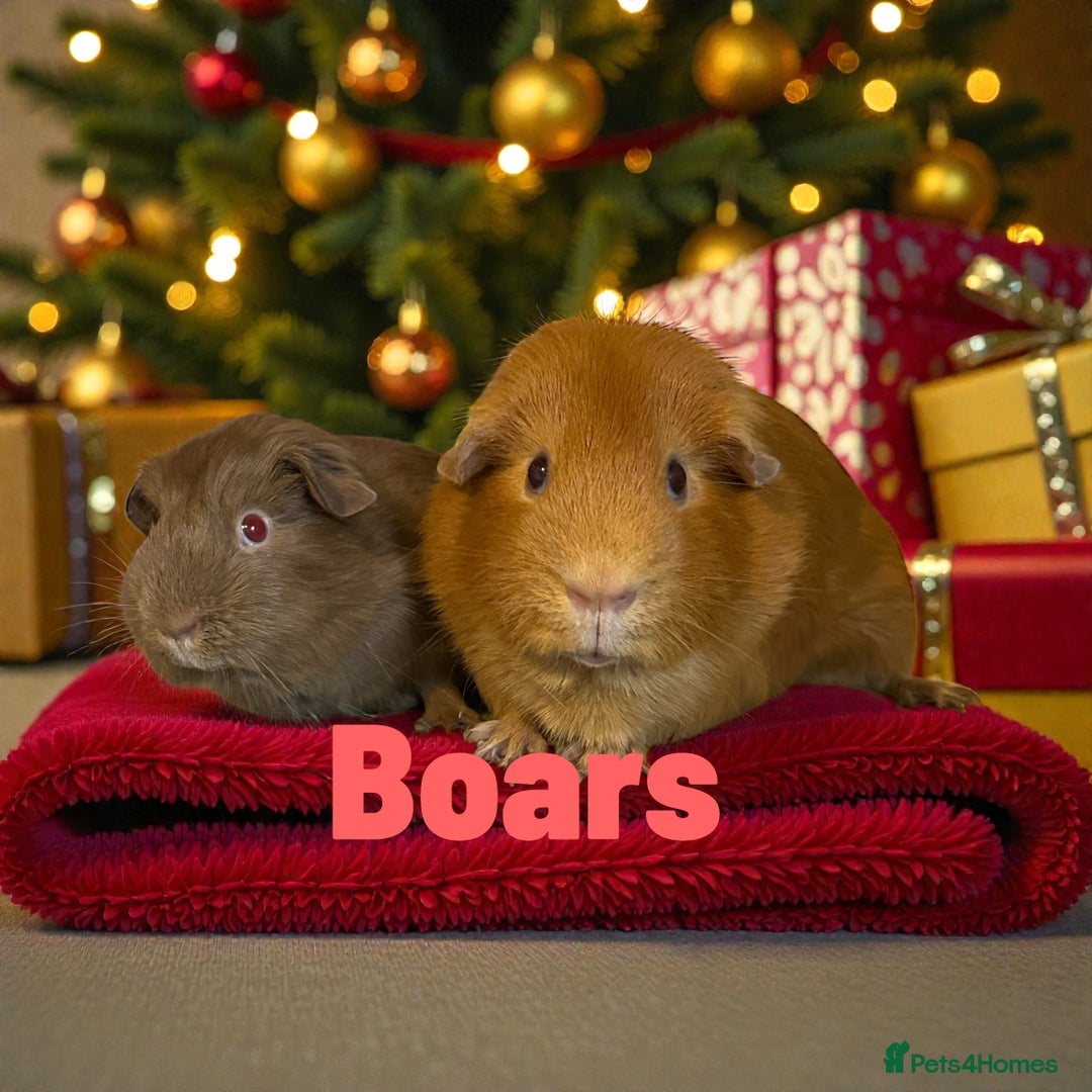 Guinea Pig rodents for sale: Pairs of Guinea Pigs Boars & Sows - Advert 4