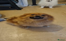 Pomeranian dogs for sale: GIRL POMERANIAN  - Image 5