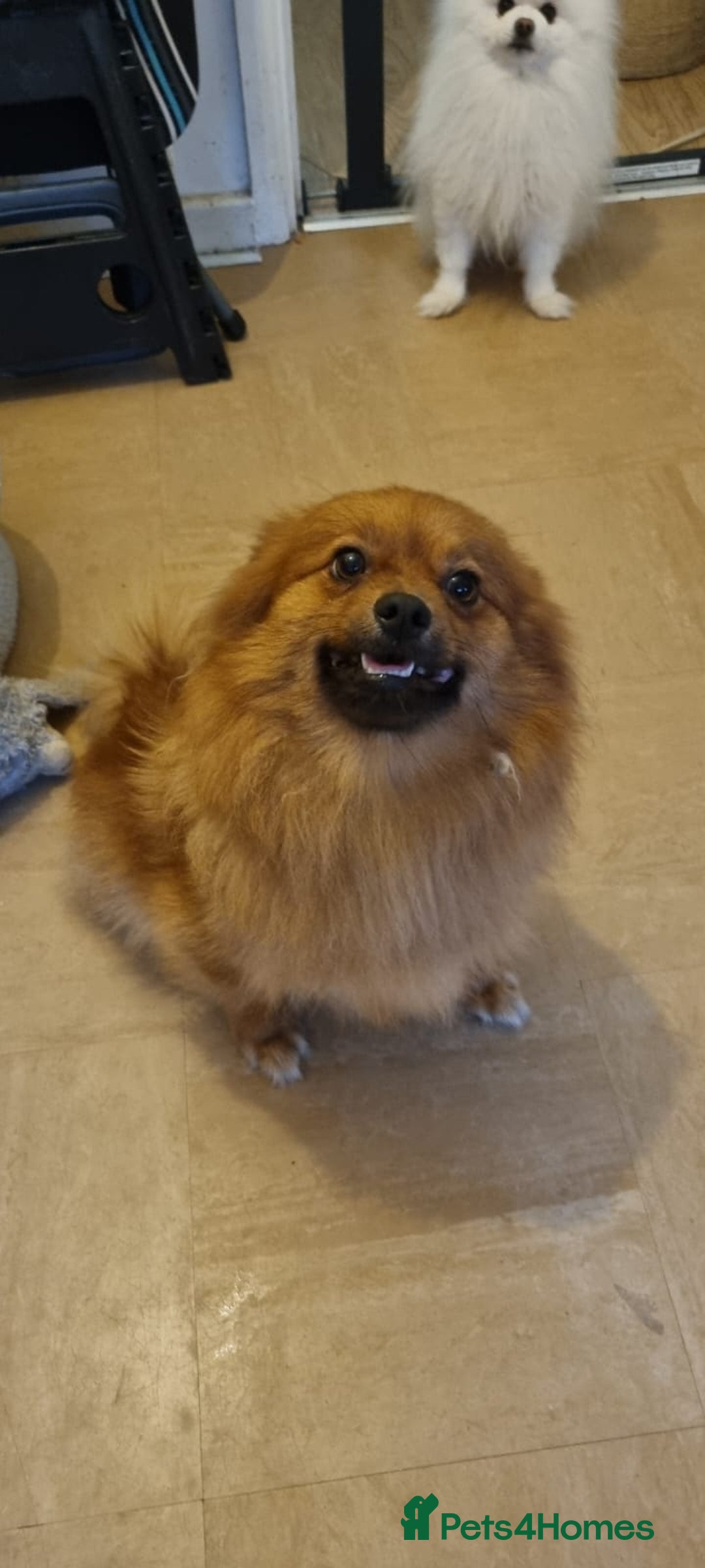 Pomeranian dogs for sale: GIRL POMERANIAN  - Image 5